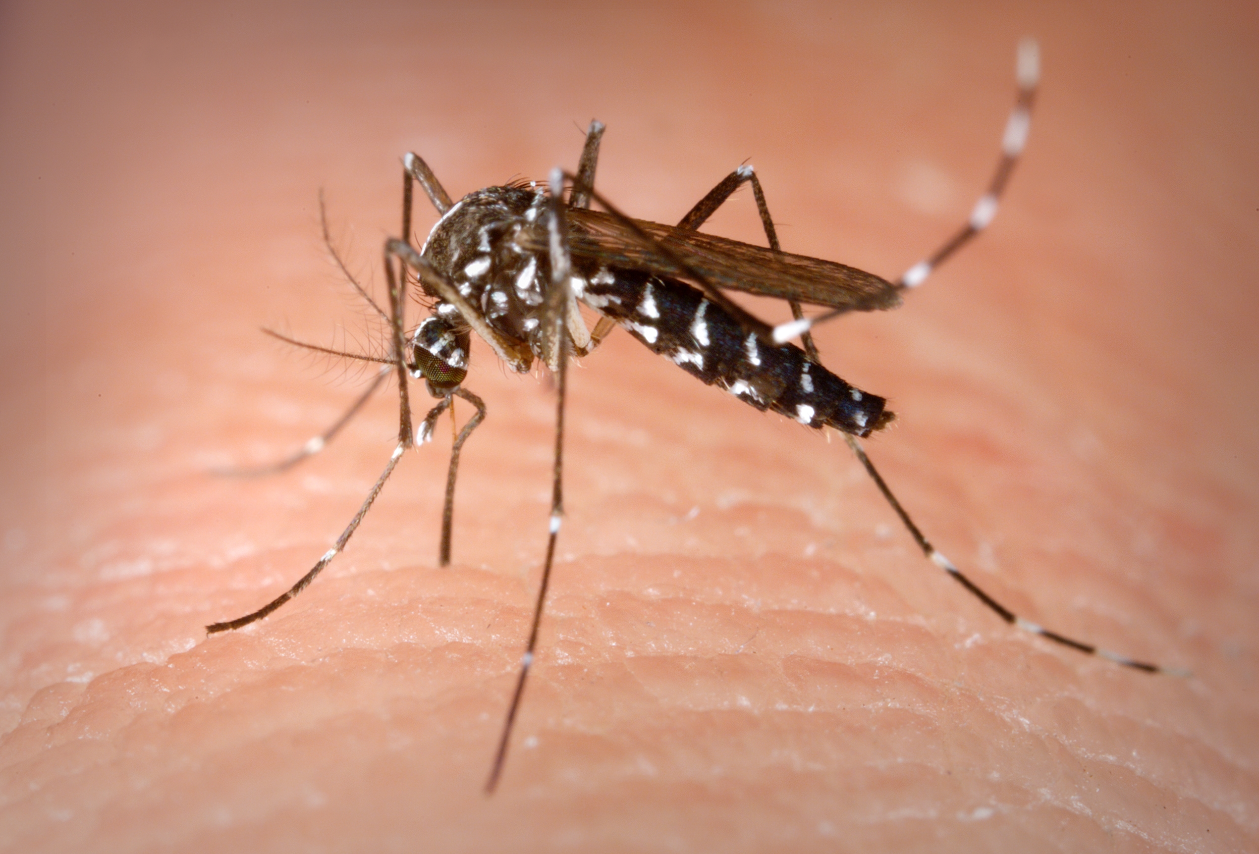 Moustique tigre Aedes albopictus en train de piquer — rayures noires et blanches