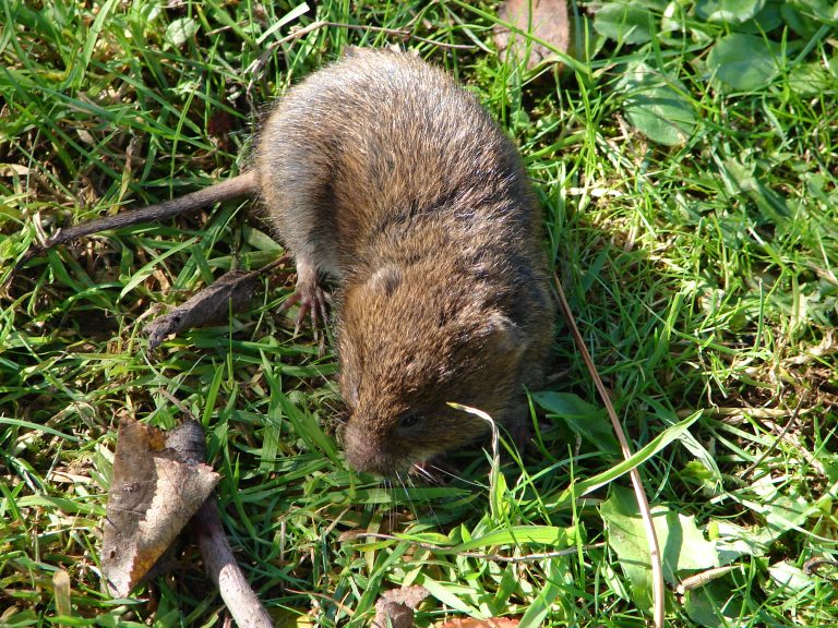 Campagnol terrestre (Arvicola terrestris) en milieu naturel