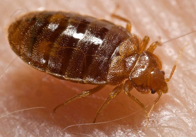 Punaises de lit : comment les détecter et s&rsquo;en débarrasser