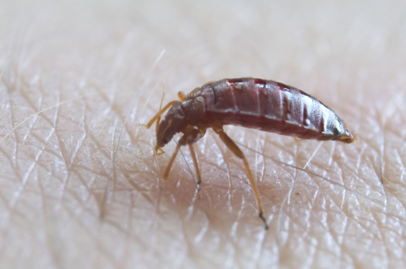 Punaise de lit (Cimex lectularius) vue de dessus — corps ovale brun rougeâtre