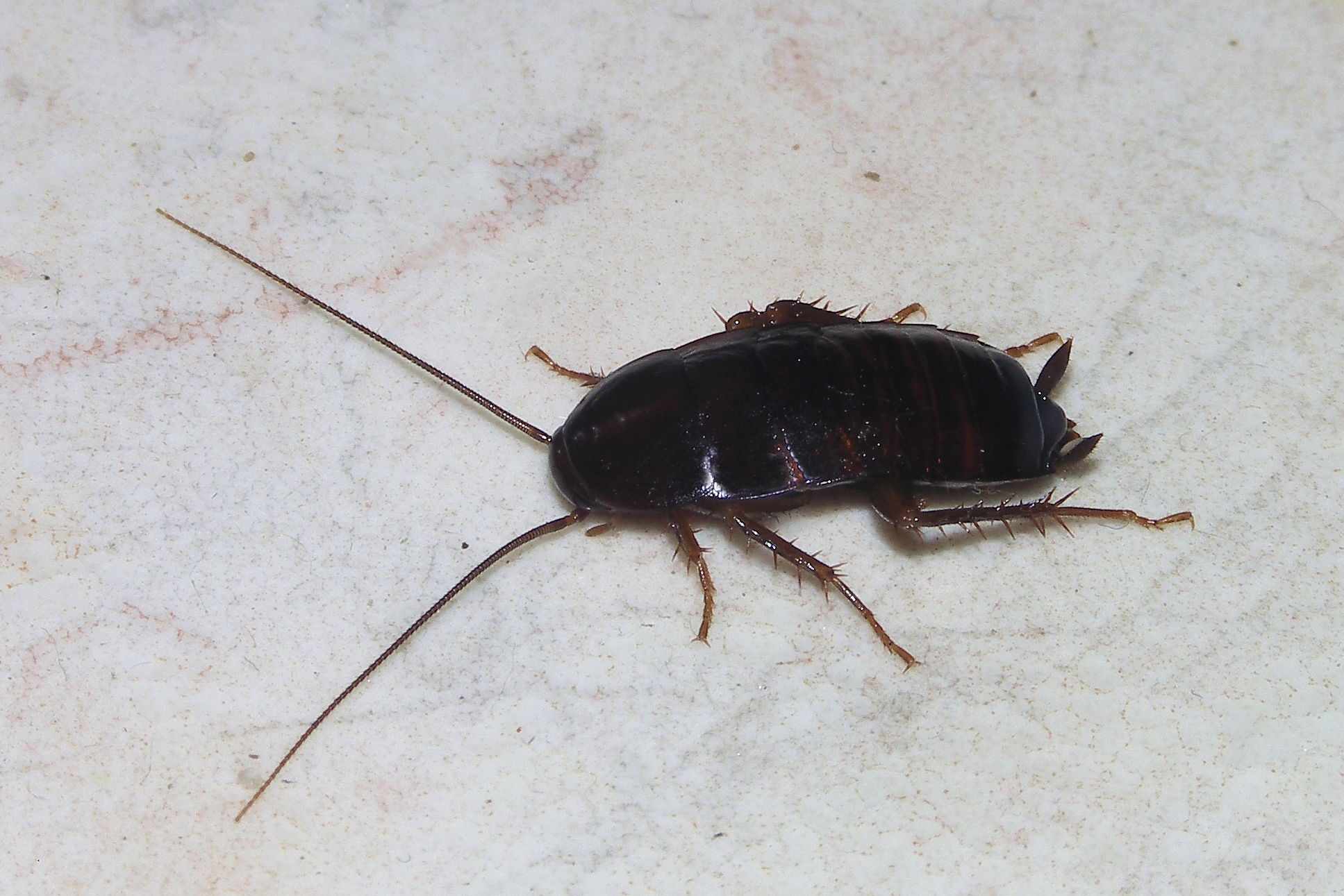 Blatte orientale (Blatta orientalis) adulte — reconnaissable à sa teinte brun-noir brillante