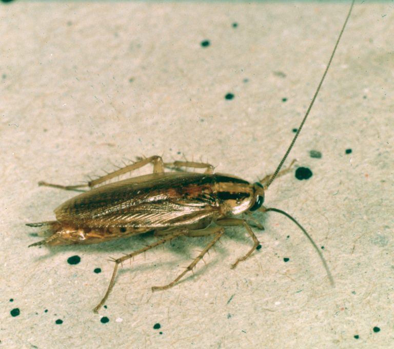 Cafard ou blatte germanique (Blattella germanica) adulte — les deux bandes longitudinales sombres sur le pronotum sont caractéristiques