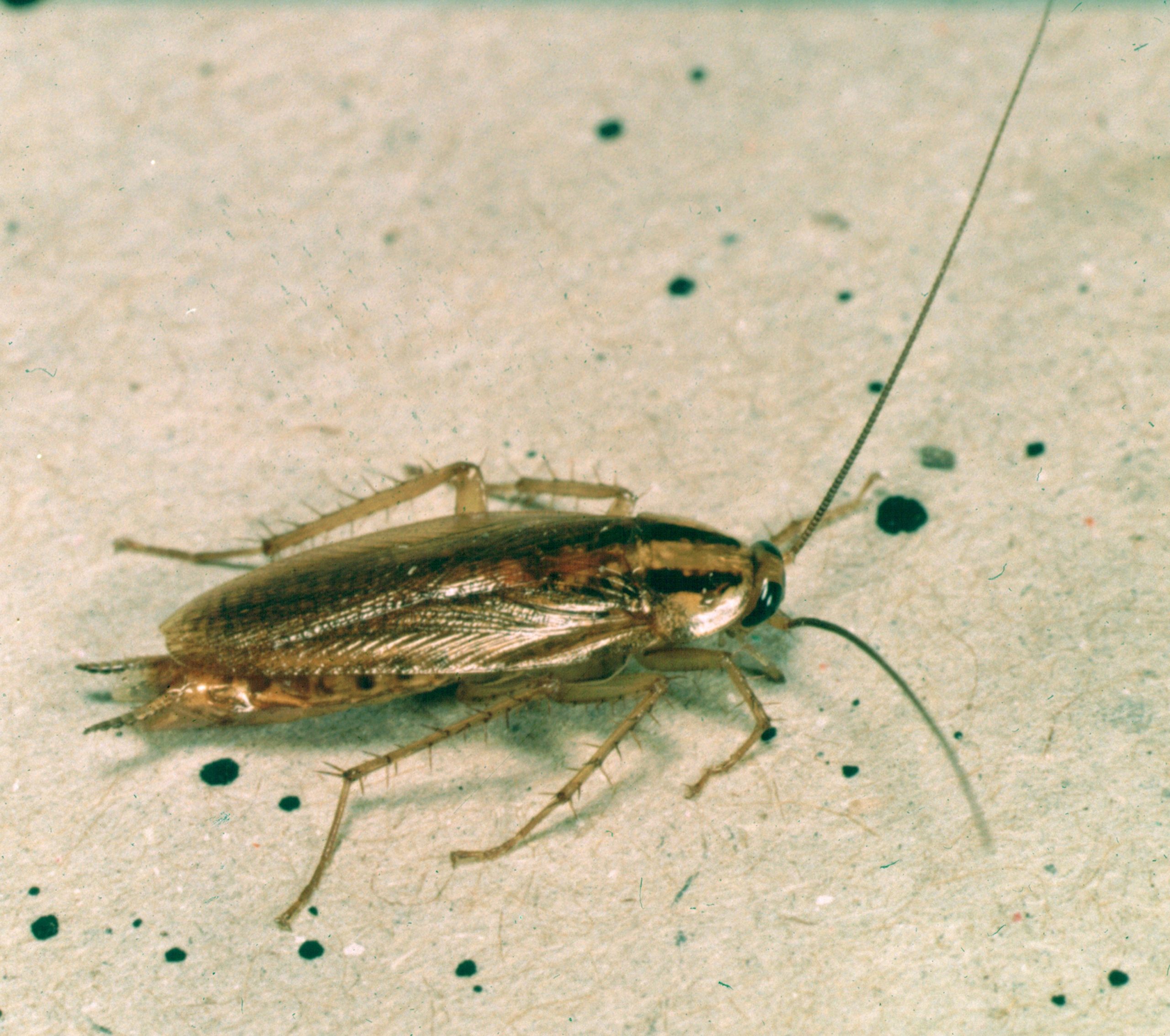 Cafard — bestioles.eu