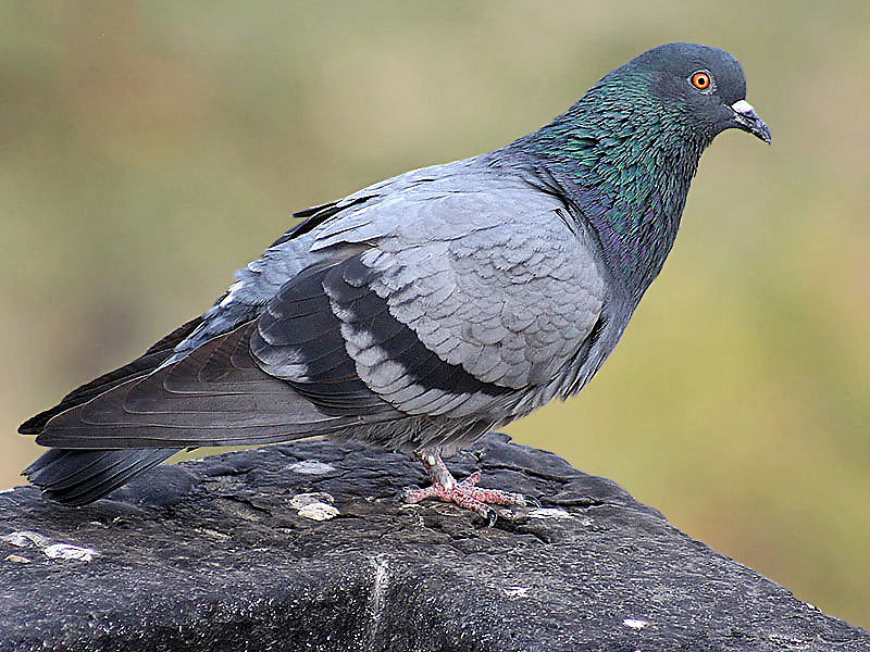 Pigeon biset (Columba livia) posé sur un rocher en extérieur
