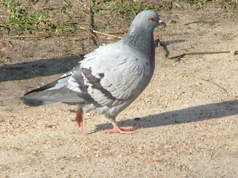 Pigeon biset (Columba livia) en gros plan