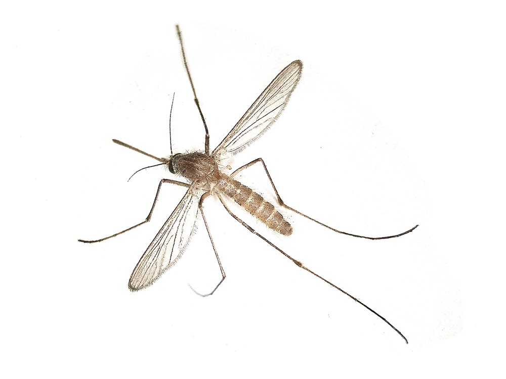 Moustique commun (Culex pipiens) femelle — espèce la plus répandue en France