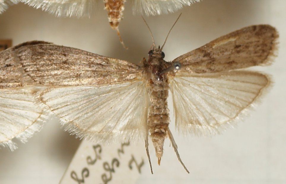 Teigne de la farine (Ephestia kuehniella) — spécimen monté vue dorsale