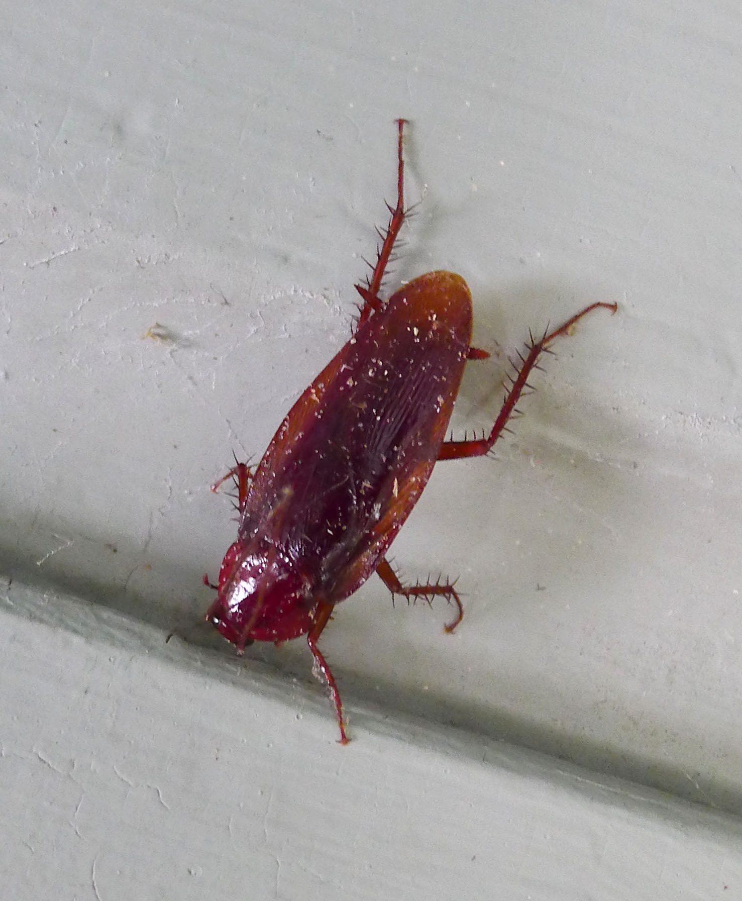 Blatte américaine (Periplaneta americana) adulte — la plus grande des espèces domestiques présentes en France