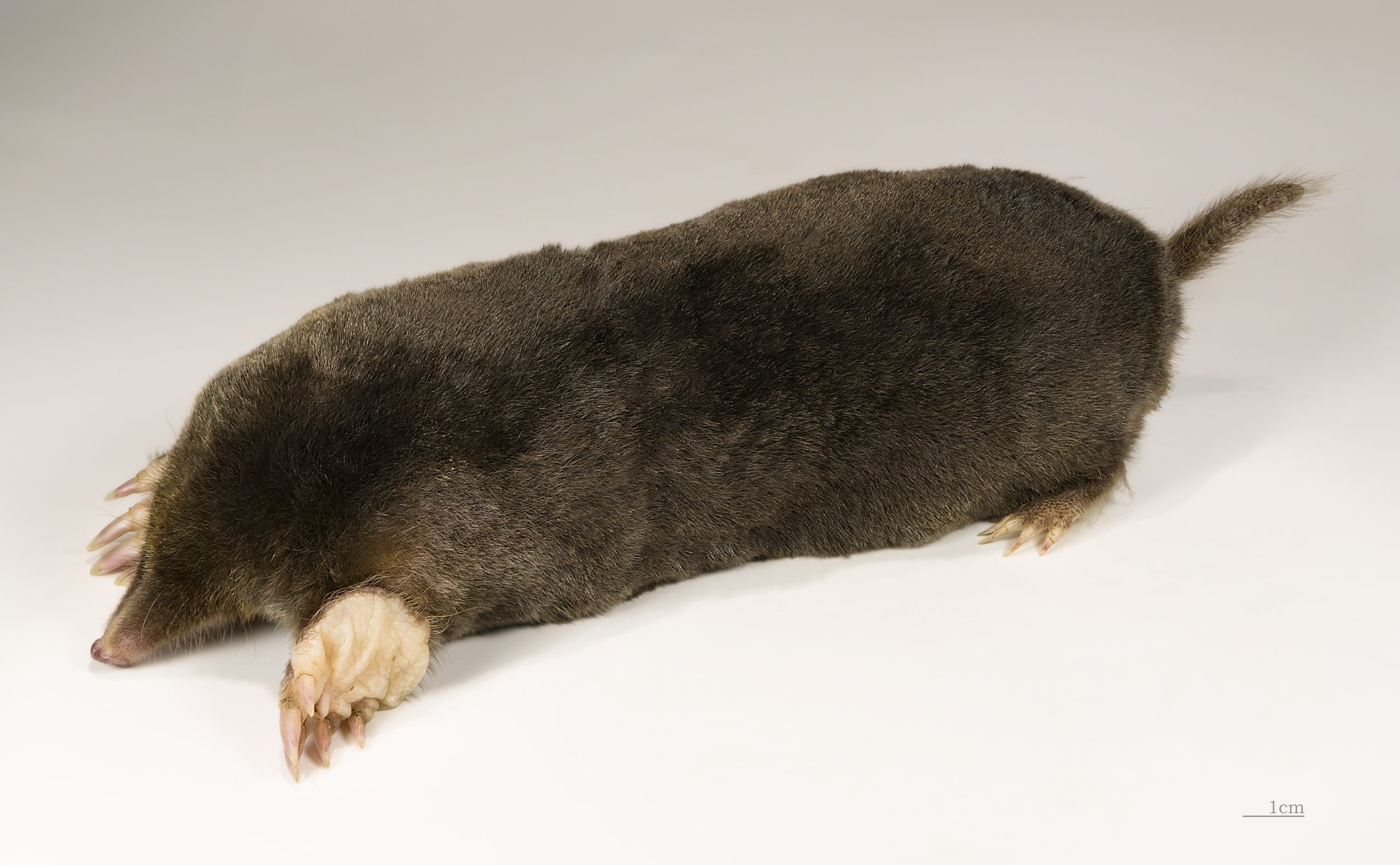Spécimen de taupe d'Europe (Talpa europaea) vue de dessus, collection muséum