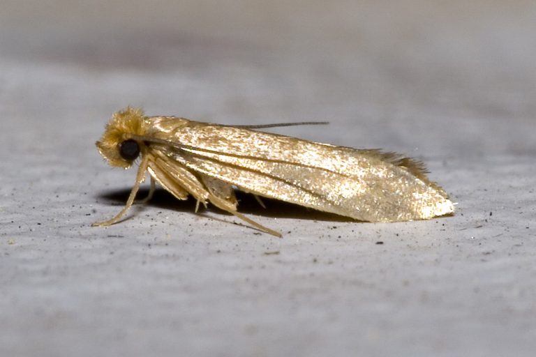 Mite textile adulte Tineola bisselliella sur fond neutre