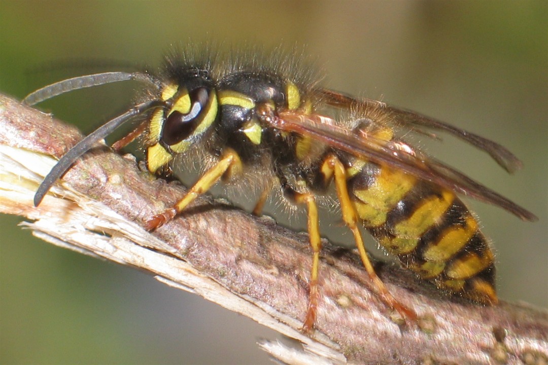Guêpe Vespula vulgaris de près — tête et thorax