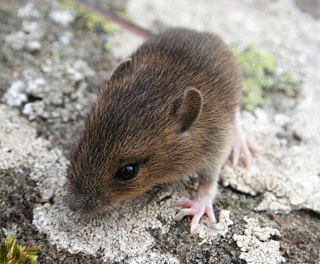 Mulot sylvestre (Apodemus sylvaticus) en gros plan sur roche