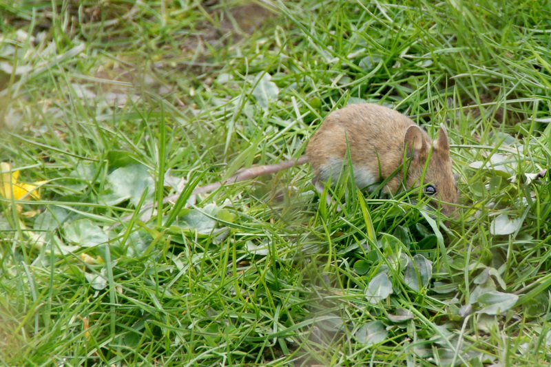 Mulot sylvestre (Apodemus sylvaticus) dans l'herbe en jardin