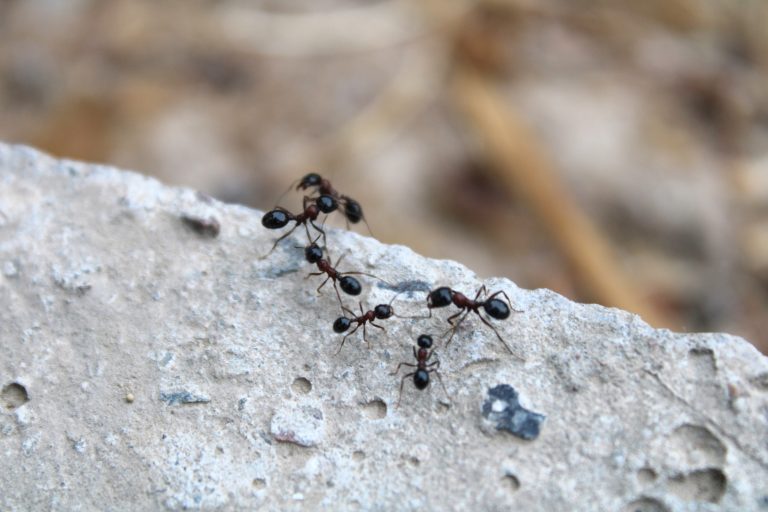 Fourmis dans la maison : ouvrières en confrontation territoriale