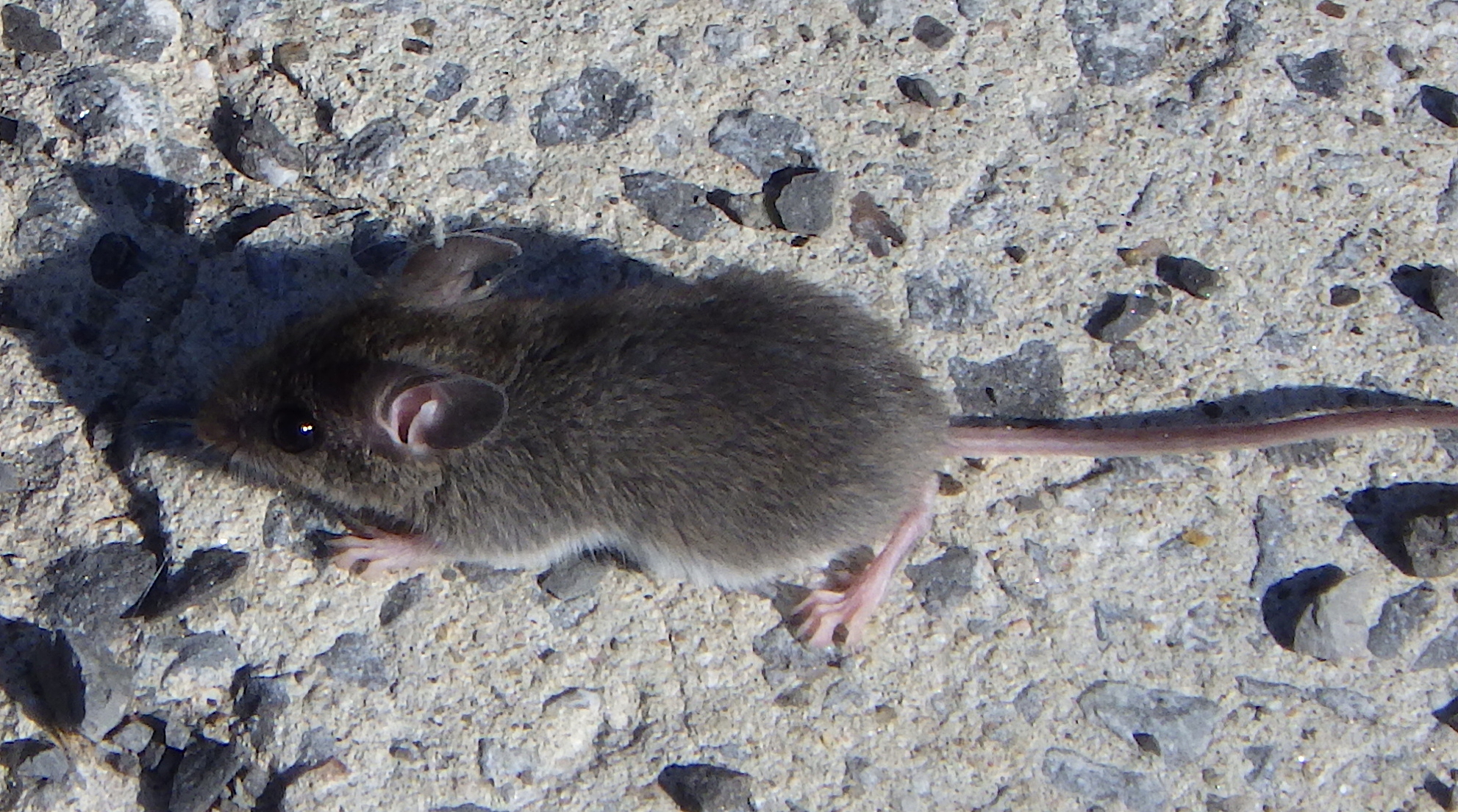 Souris domestique (Mus musculus)