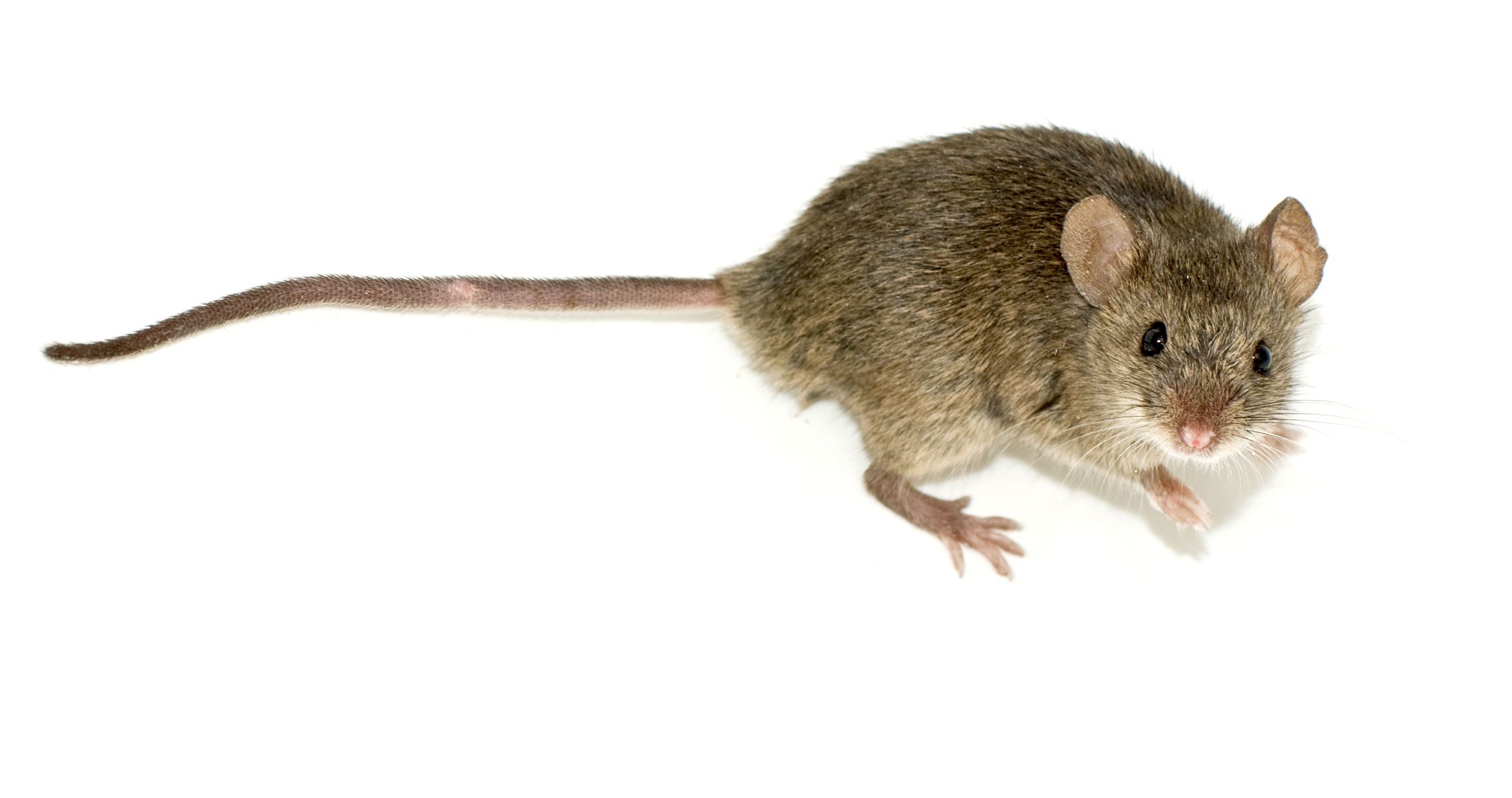 Souris domestique (Mus musculus) : grandes oreilles rondes et longue queue fine