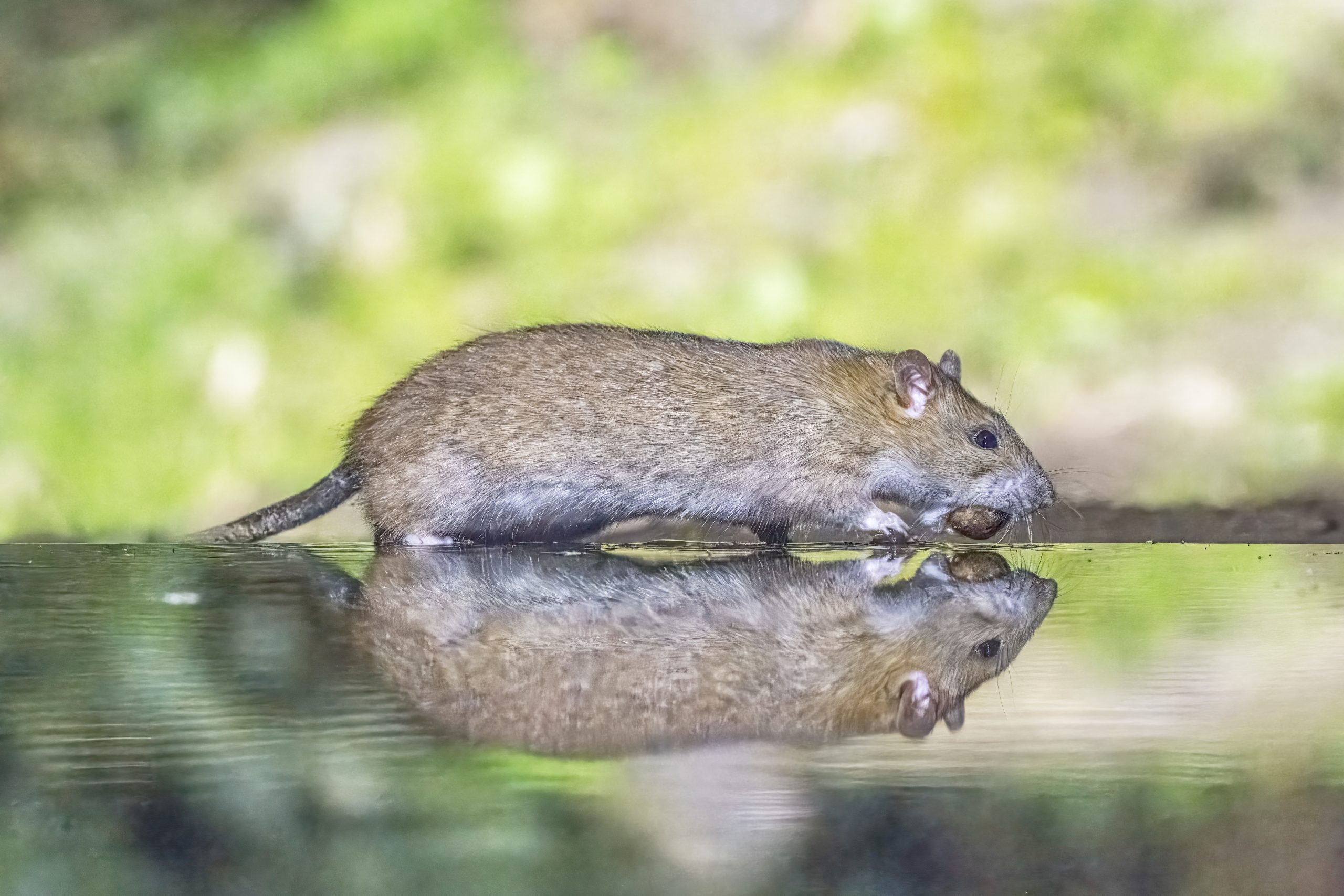 Rat brun ou surmulot (Rattus norvegicus)